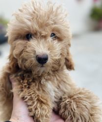 18 weeks male toy poodle for sale $1,600