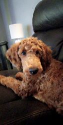 Standard poodle to rehome
