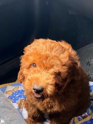 Toy Poodle 6 months old Apricot