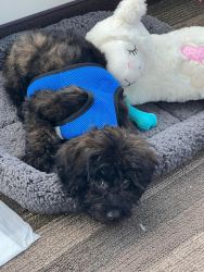 Poodle puppy (pure breed)