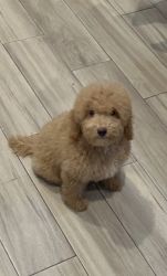 Teddy; The Toy Poodle