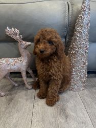 Toy poodle female puppy