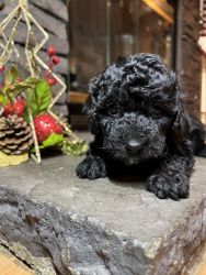 Some toy poodle for sale