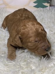 AKC POODLE MOYEN SIZE RED AND APRICOT COLOR