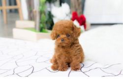Healthy Poodle Puppies for sale.