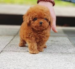 Toy Poodle Puppies for sale.