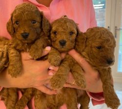 Quality Toy Poodle Puppies