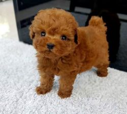 Toy Poodle Puppy for sale.