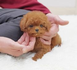 Teacup Poodle Puppies for sale.