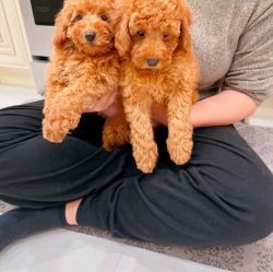 Poodle Puppies Available Puppies