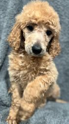 Pure bred standard poodle puppies