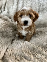 Nacho (Coton/Poo) is ready to join your family forever!