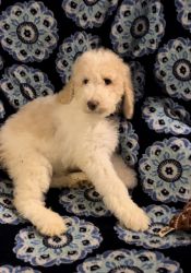 Standard poodle puppies available now in Rhode Island.