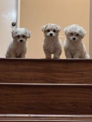 3 poodle-chihuahua 8wk old puppies for sale