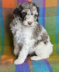 Standard Poodle puppies.