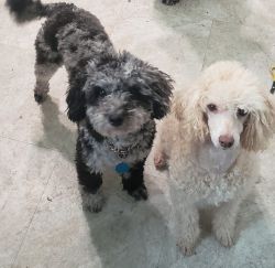 Toy poodle puppies