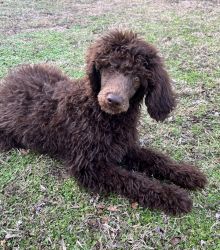 Chocolate standard Poodle puppy