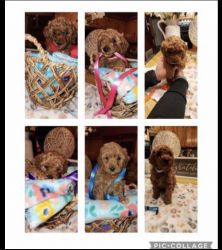 Apricot Minature Poodle Looking For Their Forever Home