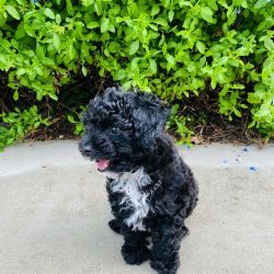 Black toy poodle looking for forever home