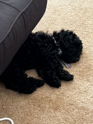 black hypoallergenic toy poodle pure breed, 6.7 1bs. 12 weeks old