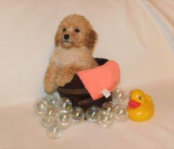 Small Red Male Toy Poodle