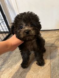 Playful toy poodle