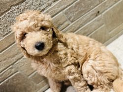 Standard poodle male puppy ready for adoption