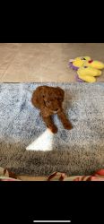 Toy poodle Adorable