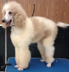 One year male standard poodle pups