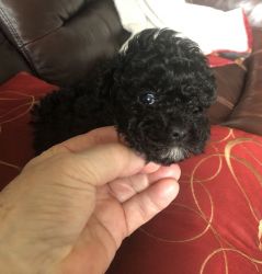 Tiny Toy Poodle Puppies