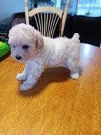 Miniature Poodles
