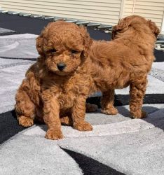 Well Socialized Poodle puppies available