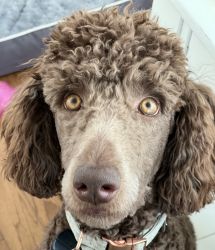 Small standard poodle