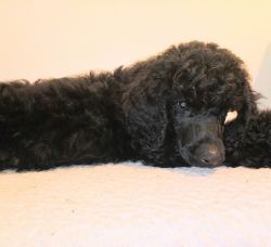 Ready to go! Standard Poodle