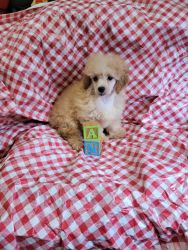 Toy Poodle Males and female ckc registered Pee pad trained Health Guar