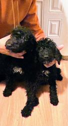 10 week old male and female Standard Poodle Puppies