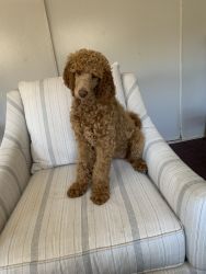 Holly, red AKC STANDARD POODLE
