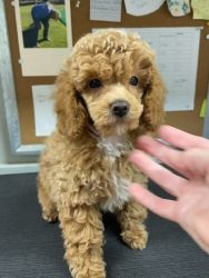 9 weeks mini poodle puppy looking for new home