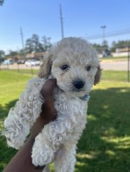 MALE FRENCH POODLE PUP