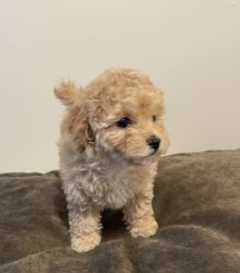 Apricot Toy Poodle , Female ,8 weeks