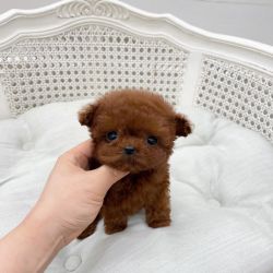 Toy poodle puppies available for new homes