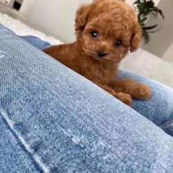 Registered Poodle puppies