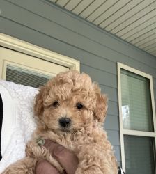 Toy poodle for sale