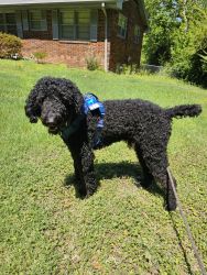 Standard Poodle needs rehoming
