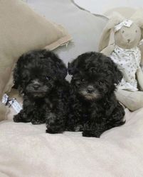 Gorgeous Poodle Puppies for new homes