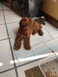 Mini toy poodle for sale