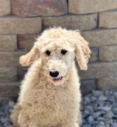 Beautiful Standard Poodle Puppies
