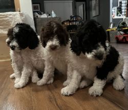AKC standard poodle puppies