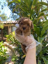 Red Poodle Puppies