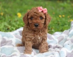 Affectionate Toy Poodle puppies